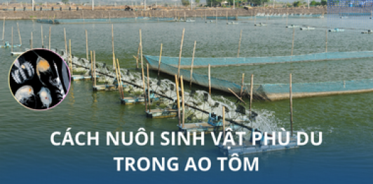 Cách nuôi sinh vật phù du trong ao tôm